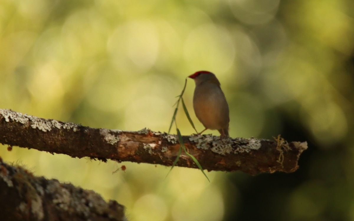 Red-browed Firetail - ML643382689