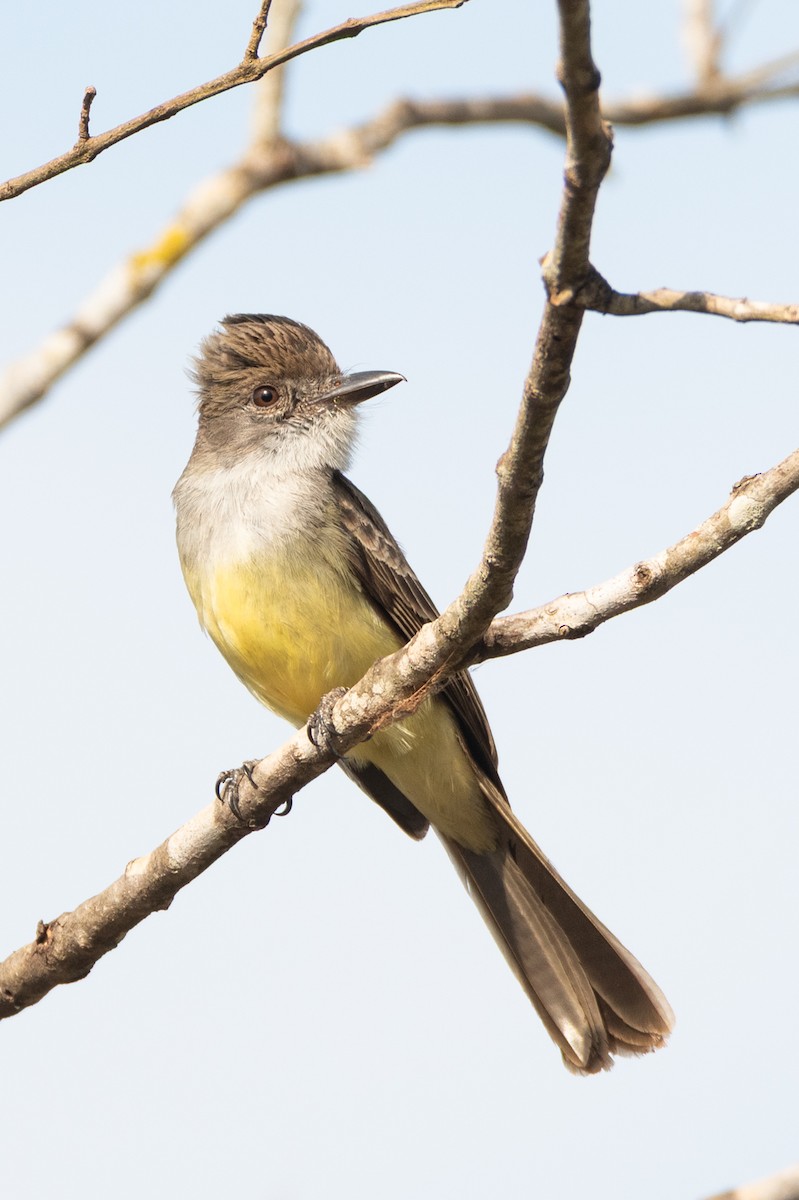 Short-crested Flycatcher - ML643382706