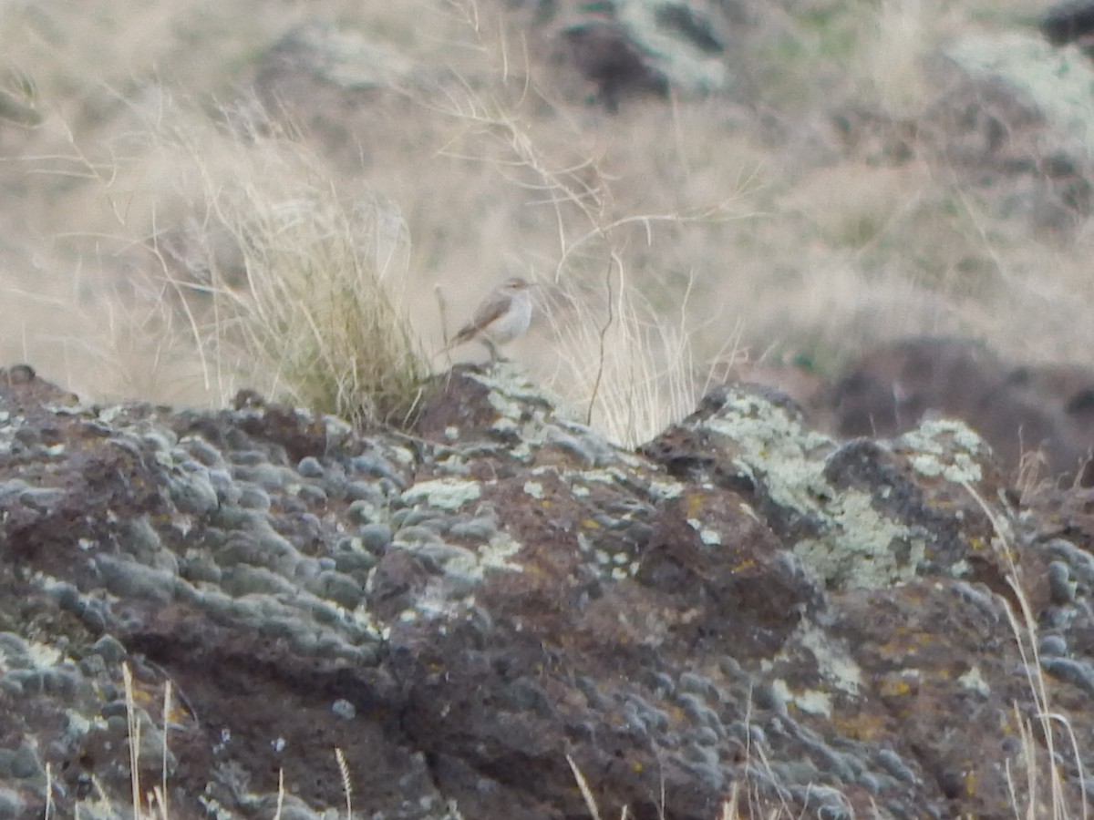 Rock Wren - ML643382713