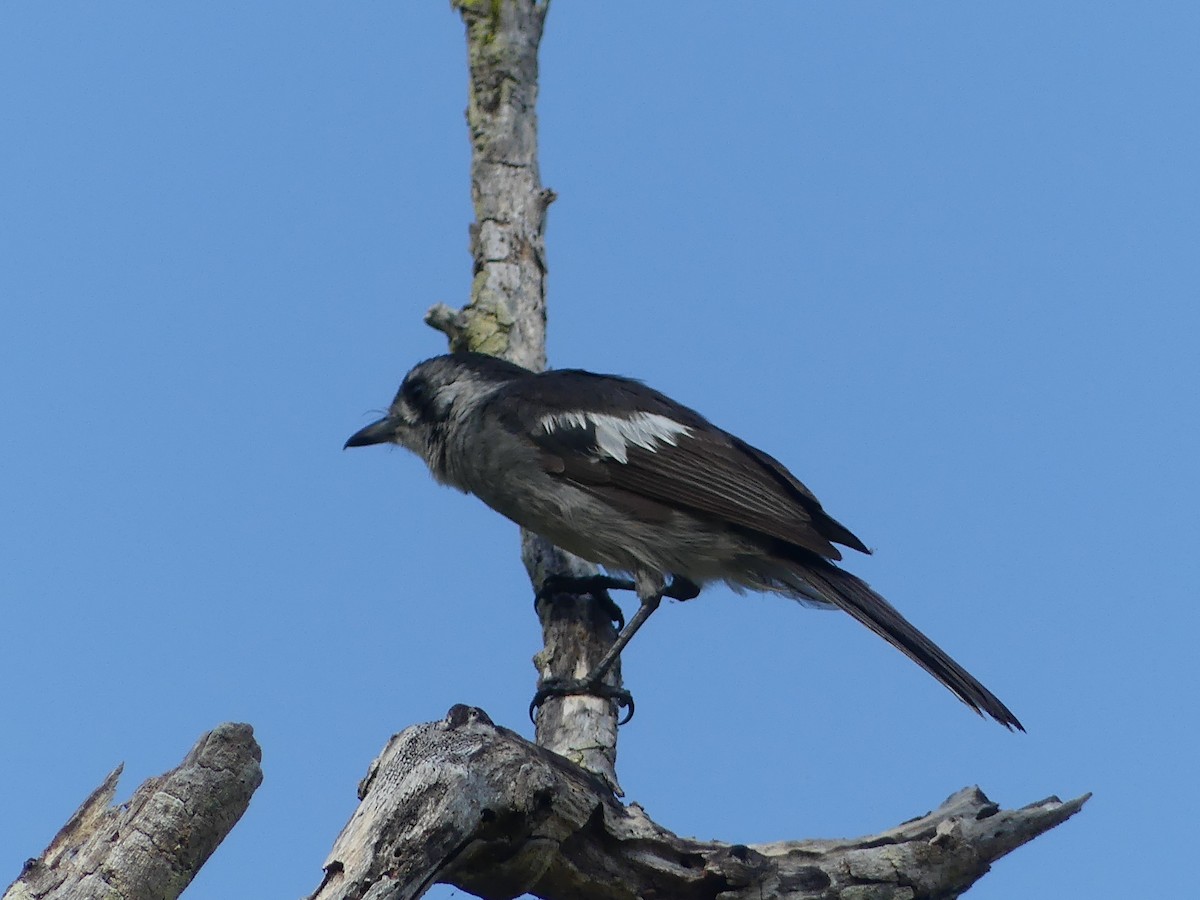 hvitøremonark - ML643382736