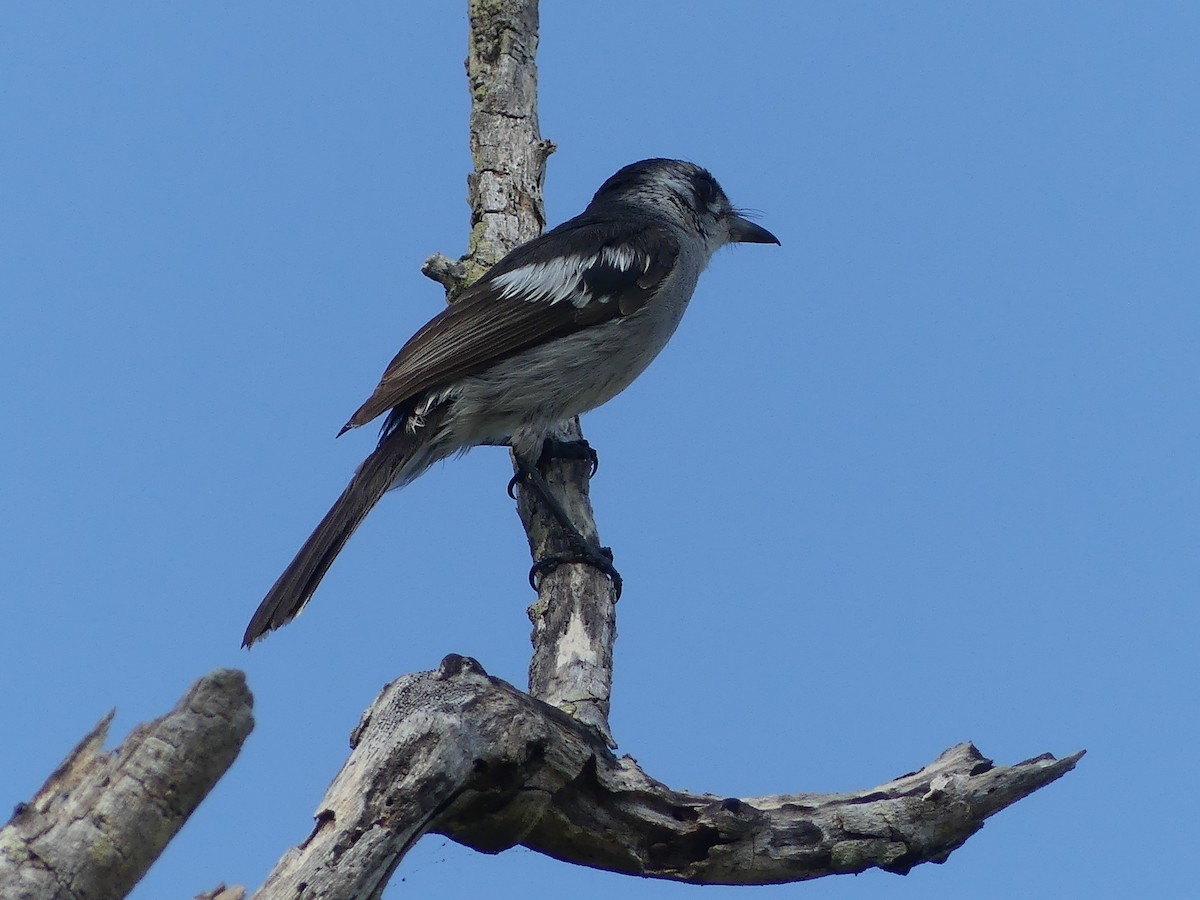 hvitøremonark - ML643382737