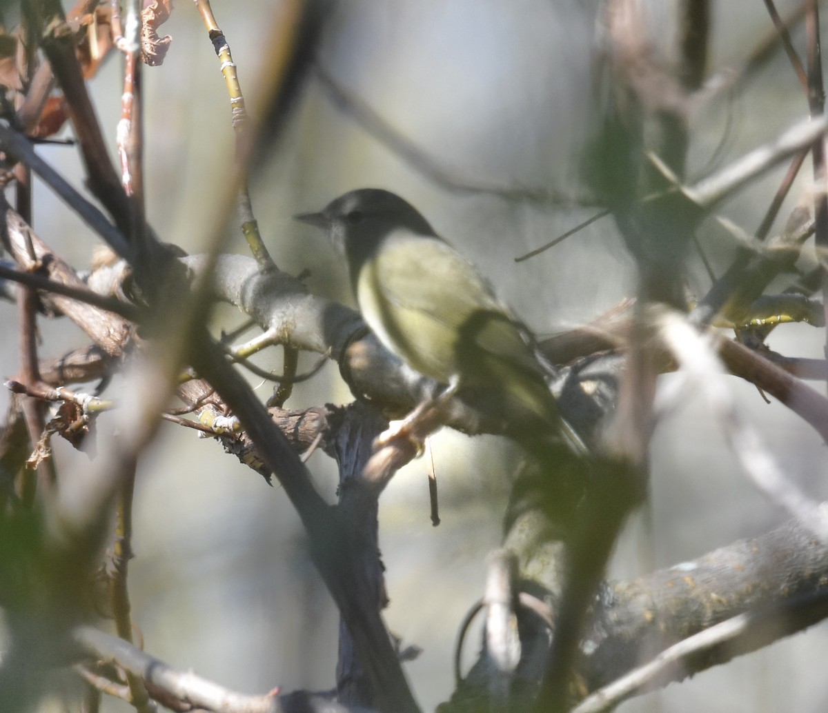 Orange-crowned Warbler - ML643382749