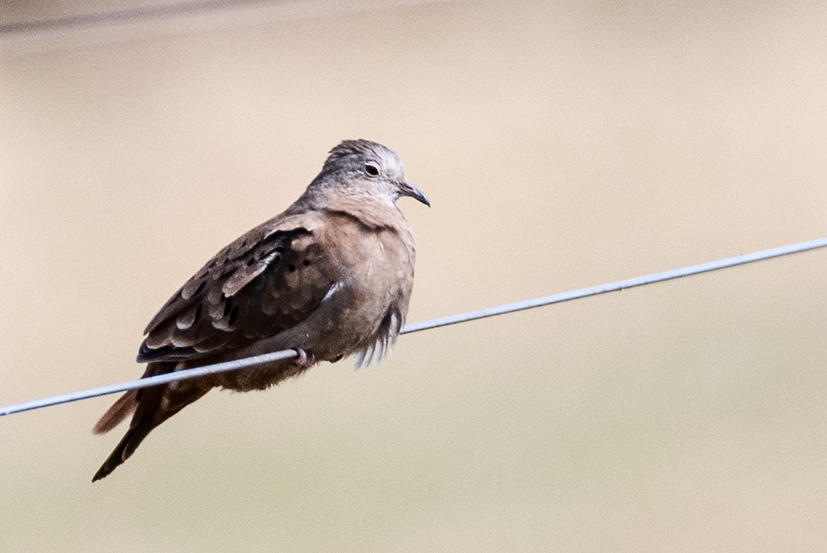 holoubek skořicový - ML643382756