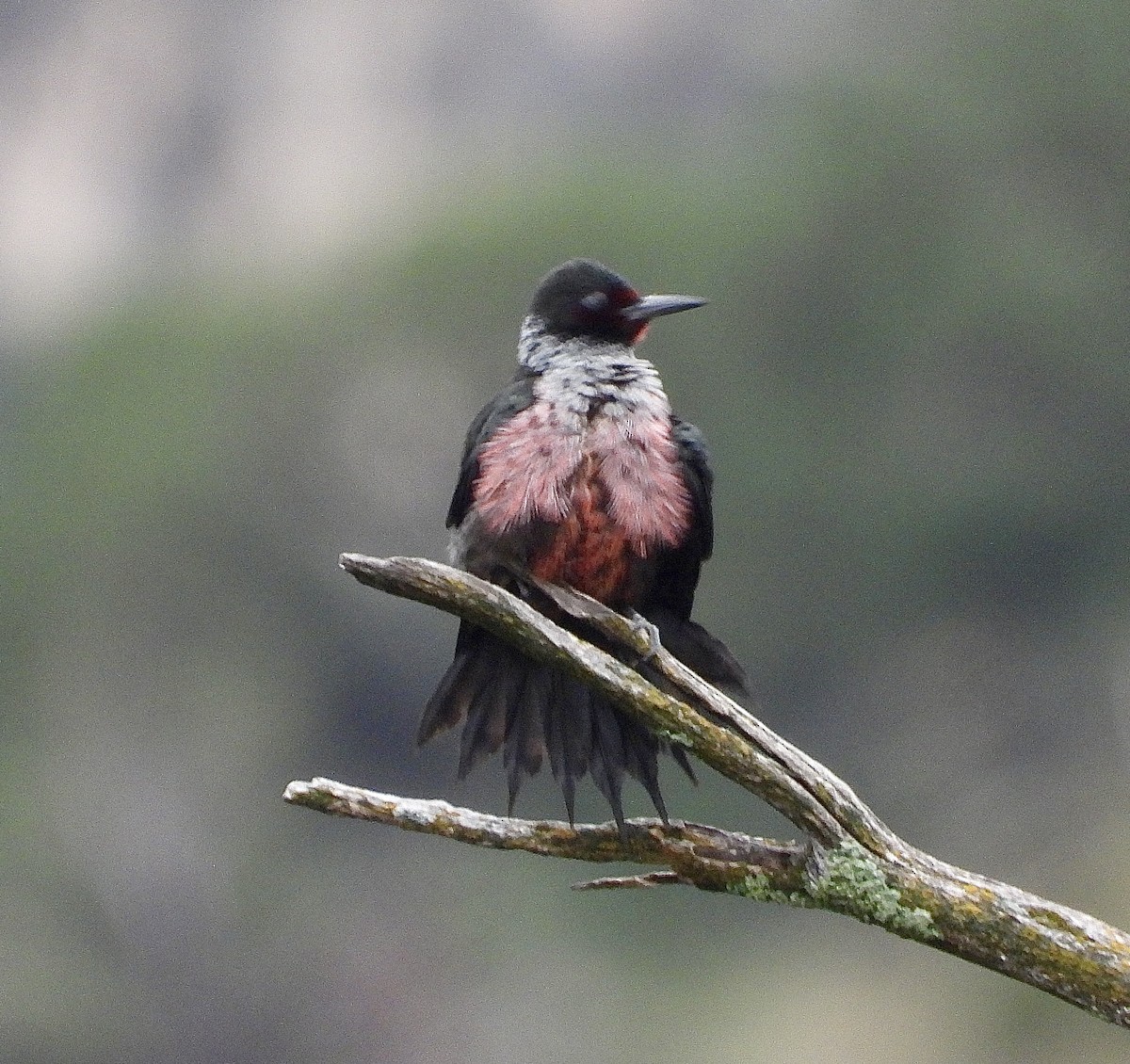 Lewis's Woodpecker - ML643382796