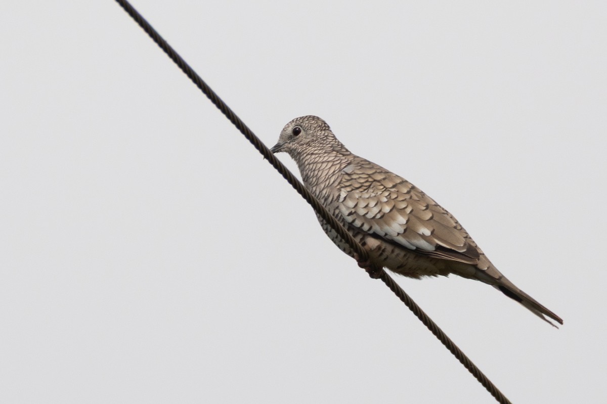 holoubek šupinkový - ML643382817