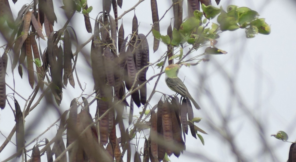 Sooty-crowned Flycatcher - ML643382822