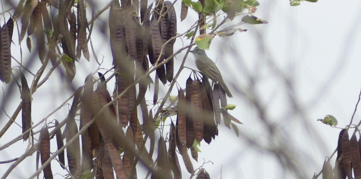 Sooty-crowned Flycatcher - ML643382823