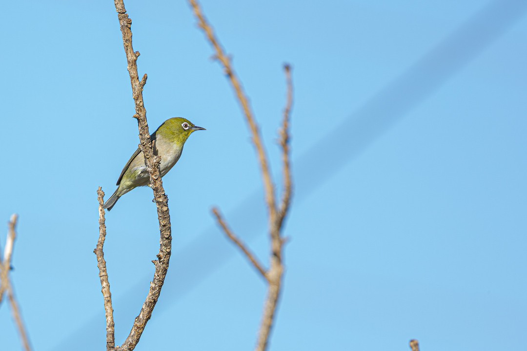 Warbling White-eye - ML643382826