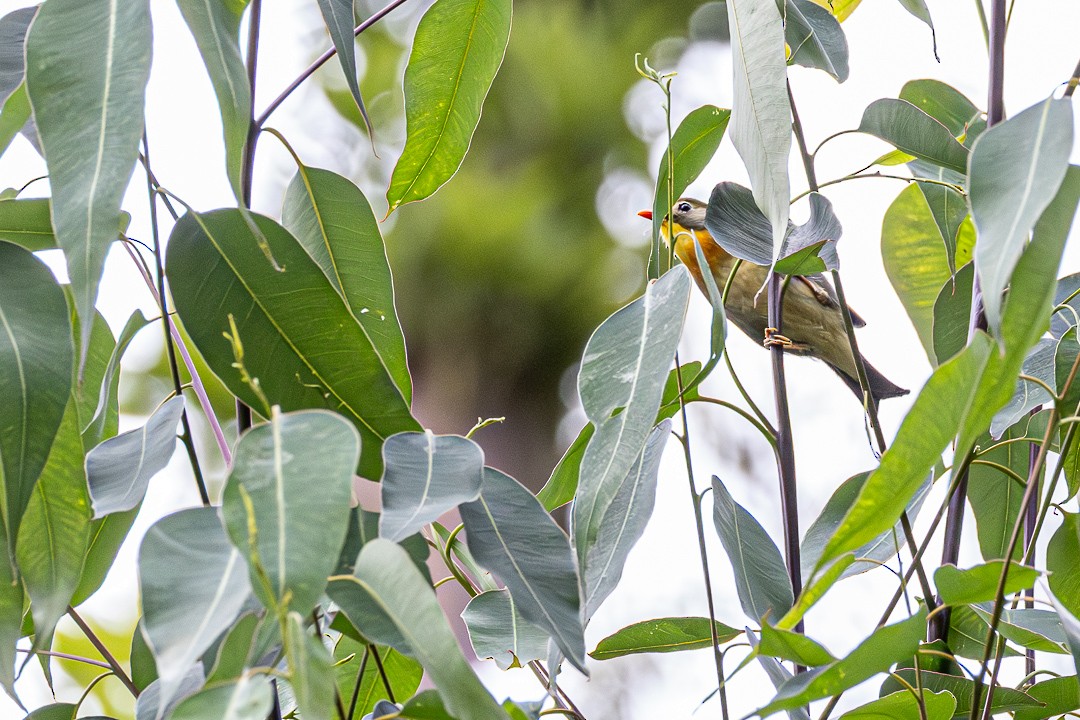 Red-billed Leiothrix - ML643382830