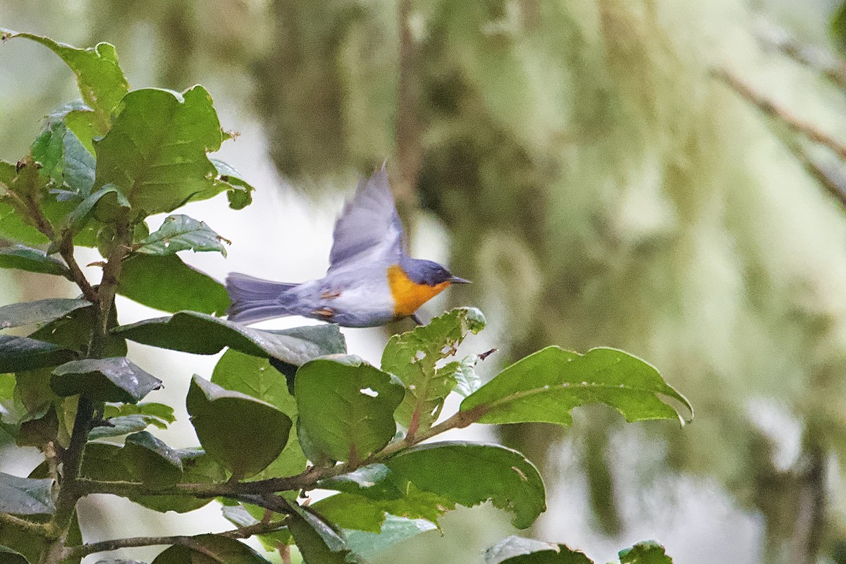 Flame-throated Warbler - ML643382834