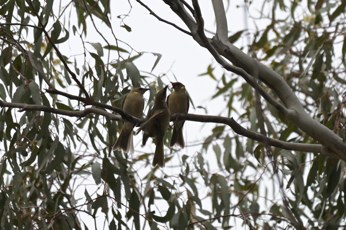 Fuscous Honeyeater - ML643382836