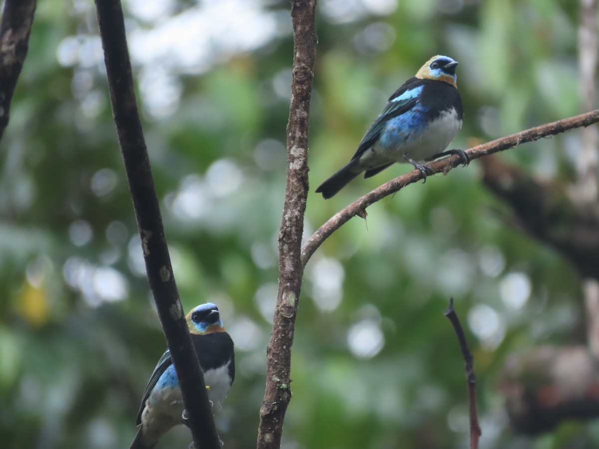 Golden-hooded Tanager - ML643382856
