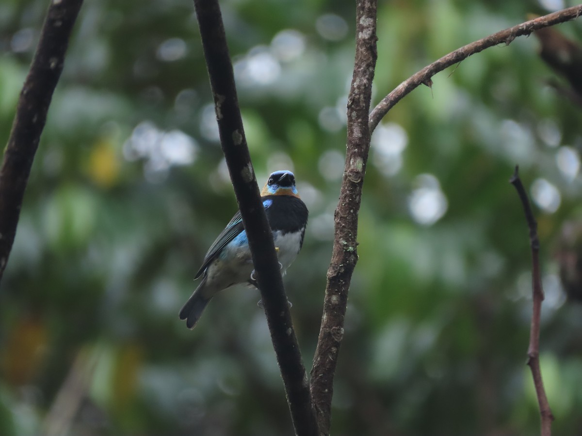 Golden-hooded Tanager - ML643382857