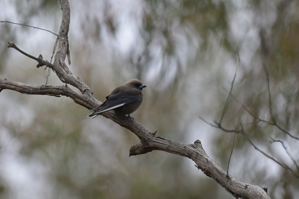 Dusky Woodswallow - ML643382861