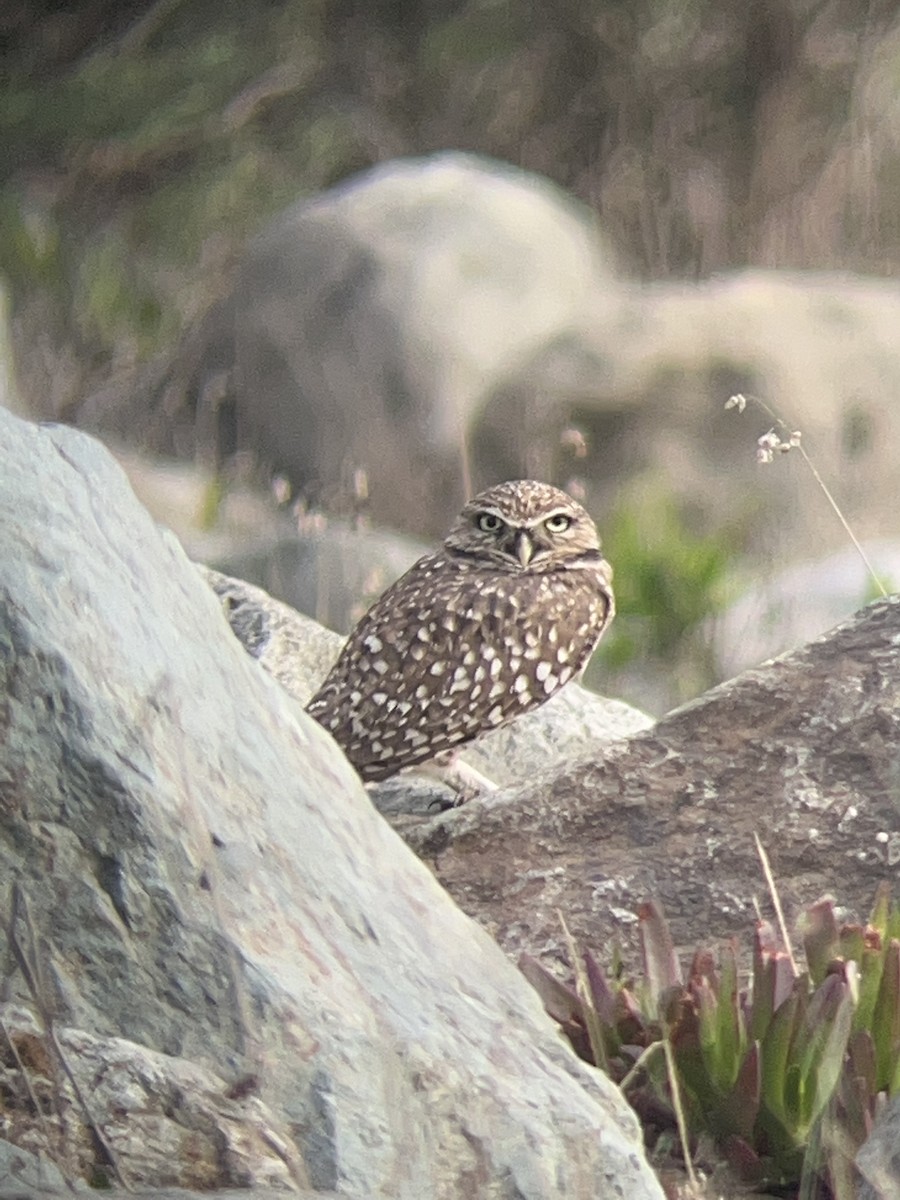 アナホリフクロウ - ML643382862