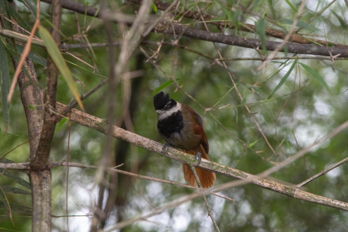 White-bearded Antshrike - ML643382867