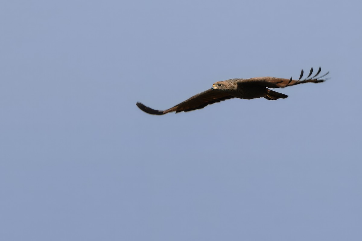 káně savanová - ML643382868