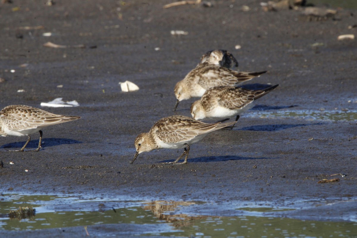 Baird's Sandpiper - ML643382876