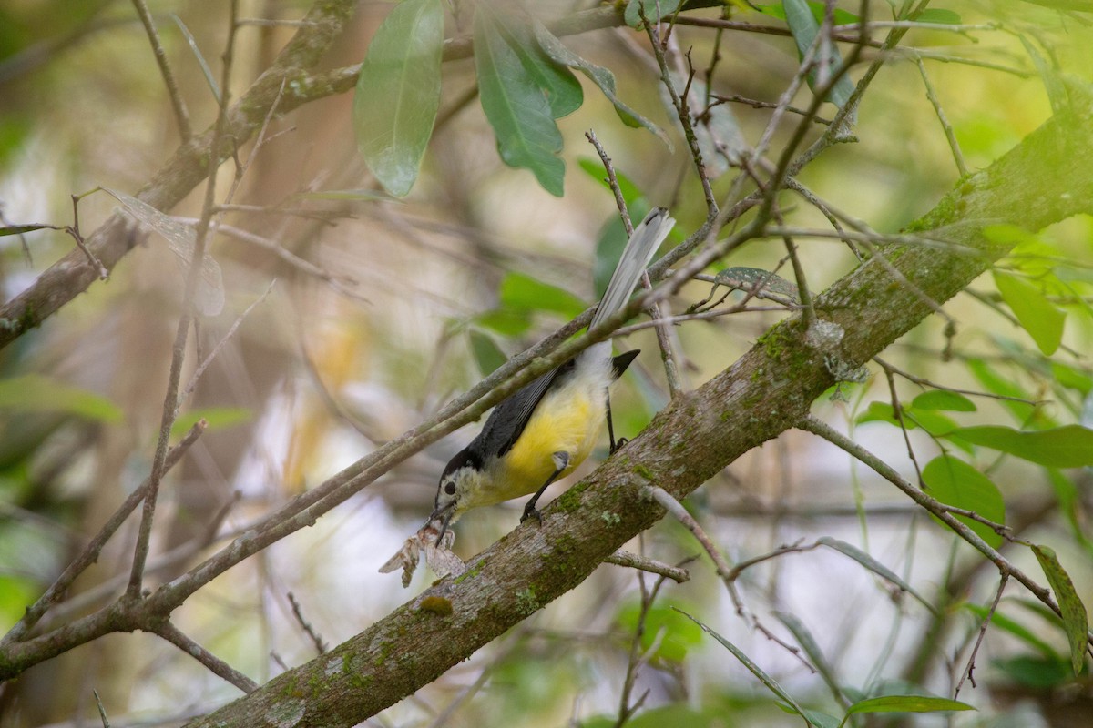 Creamy-bellied Gnatcatcher - ML643382880