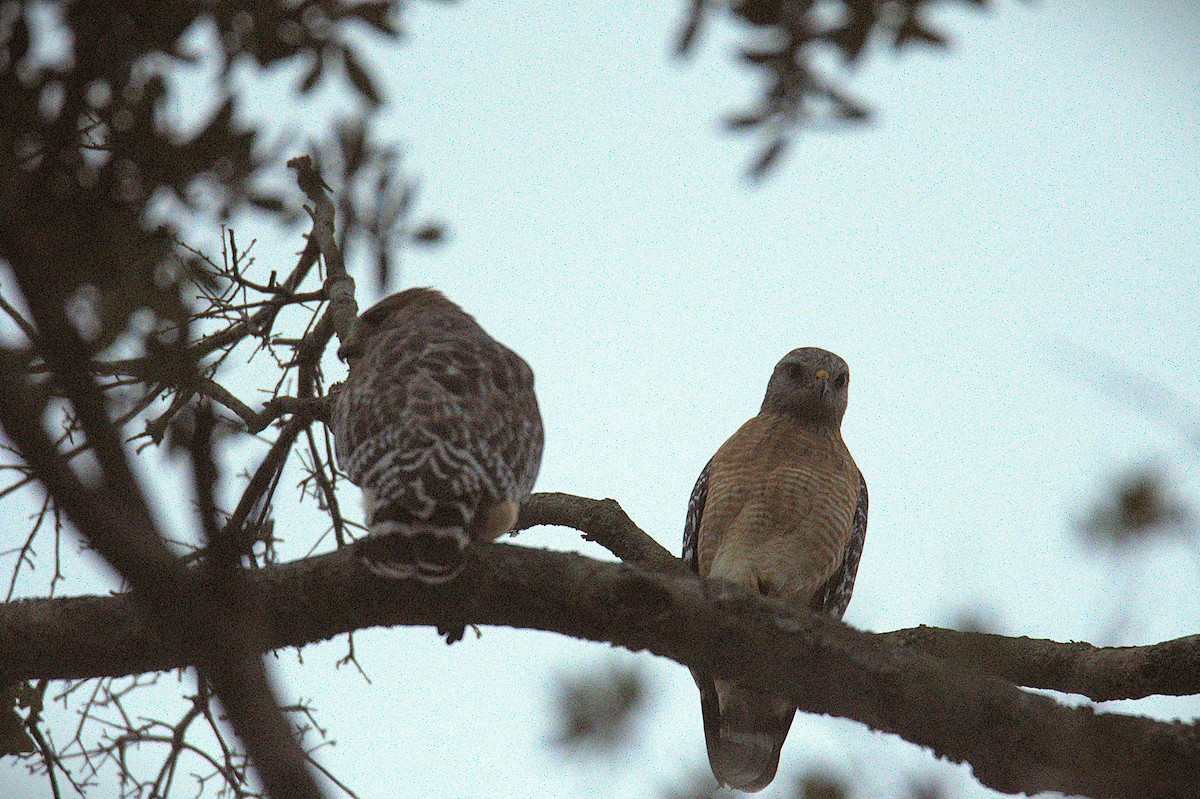 Red-shouldered Hawk - ML643382881