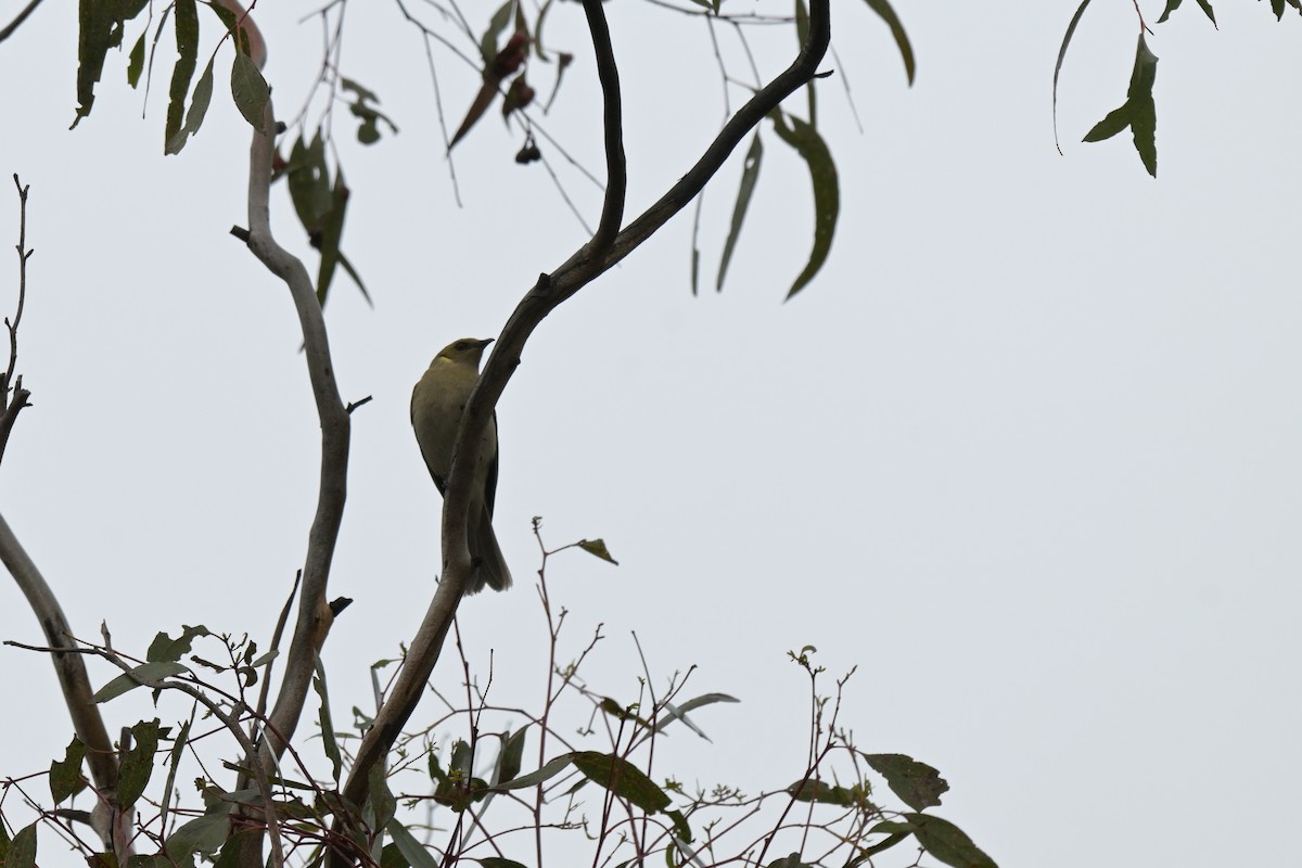 Fuscous Honeyeater - ML643382885