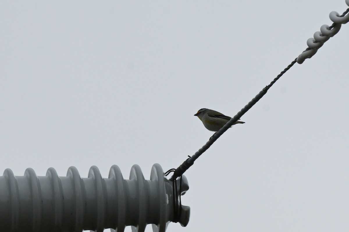 Striated Pardalote - ML643382887