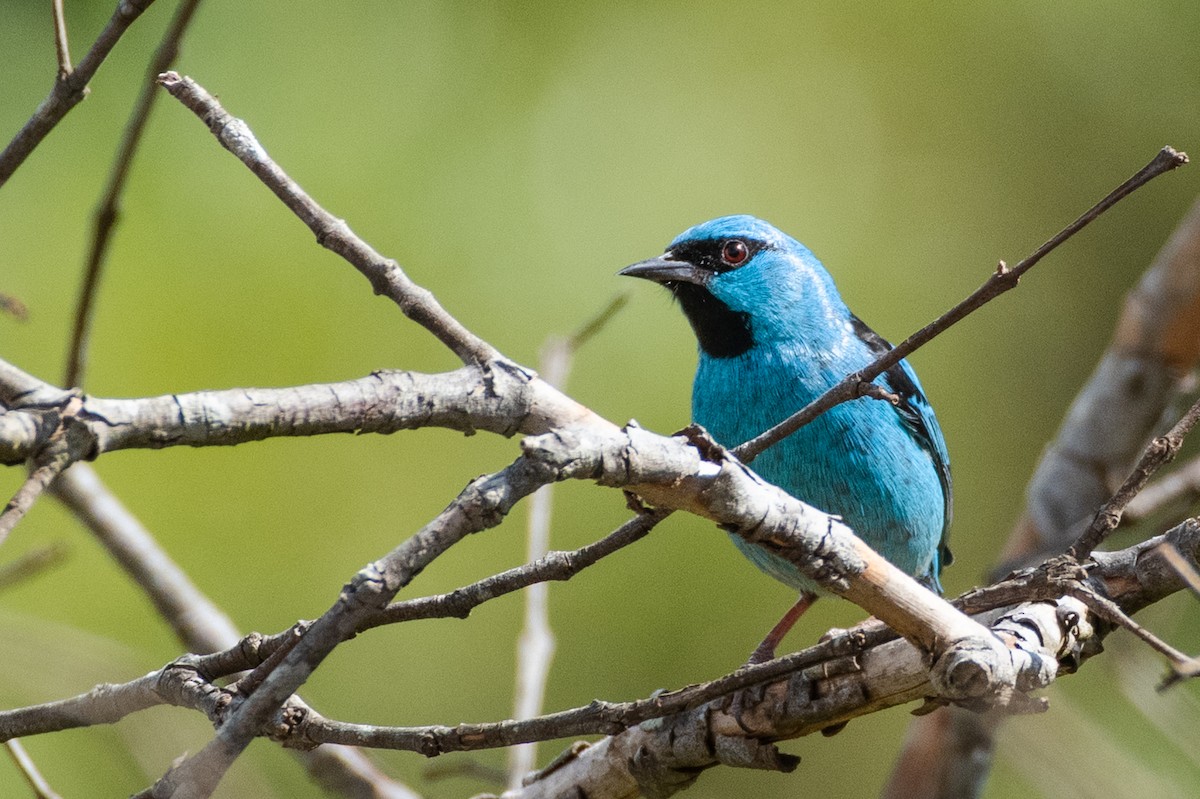 Blue Dacnis - ML643382919