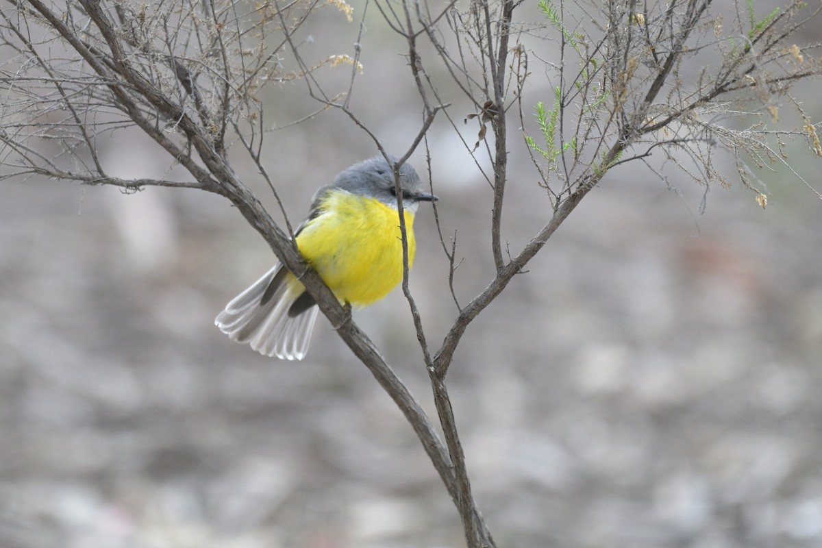 Eastern Yellow Robin - ML643382925