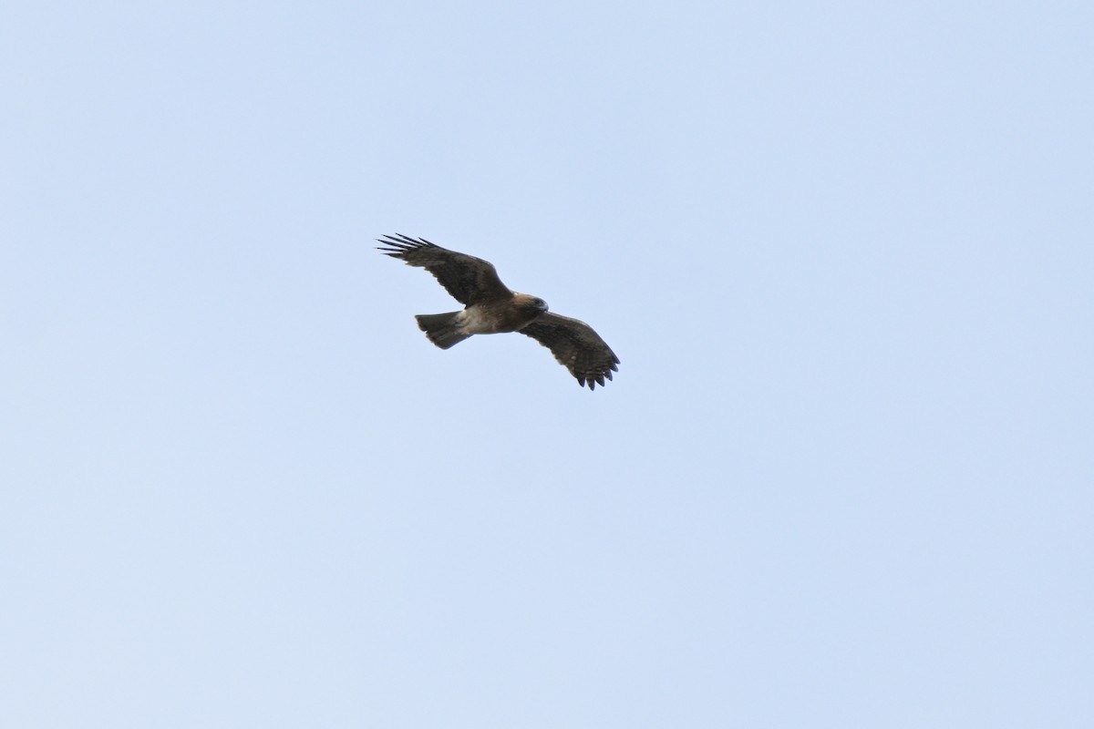 Little Eagle - ML643382954