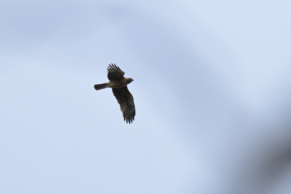 Little Eagle - ML643382955
