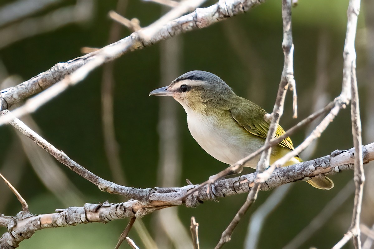 Chivi Vireo - ML643382956