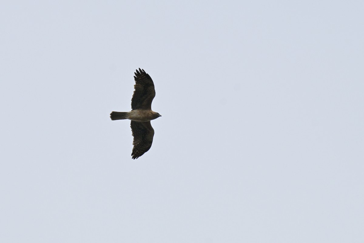 Little Eagle - ML643382958