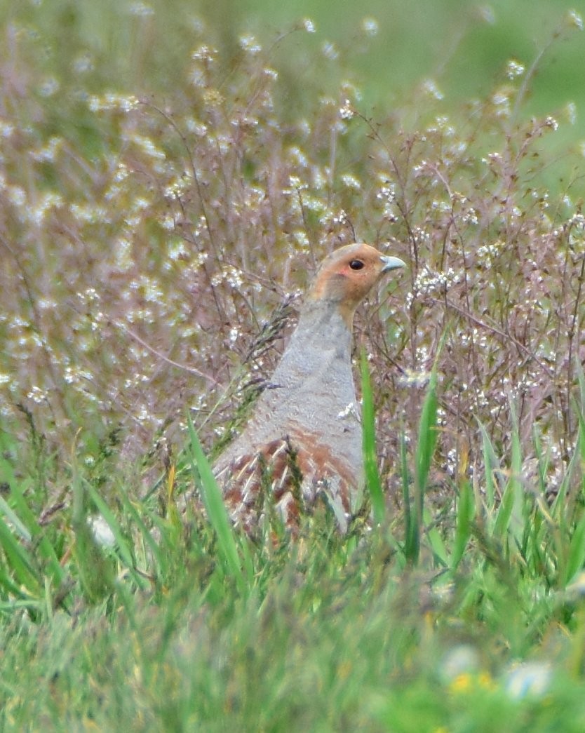 Gray Partridge - ML643382973