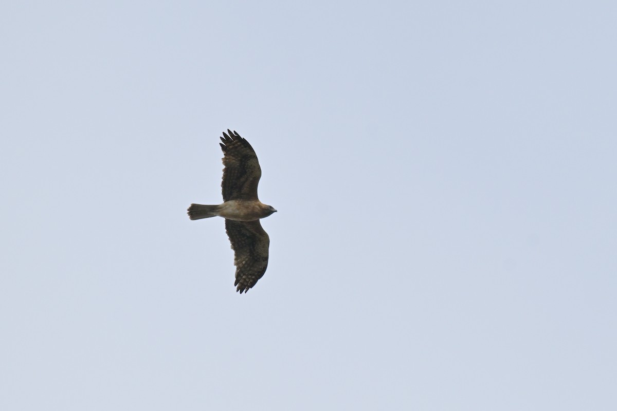 Little Eagle - ML643382980