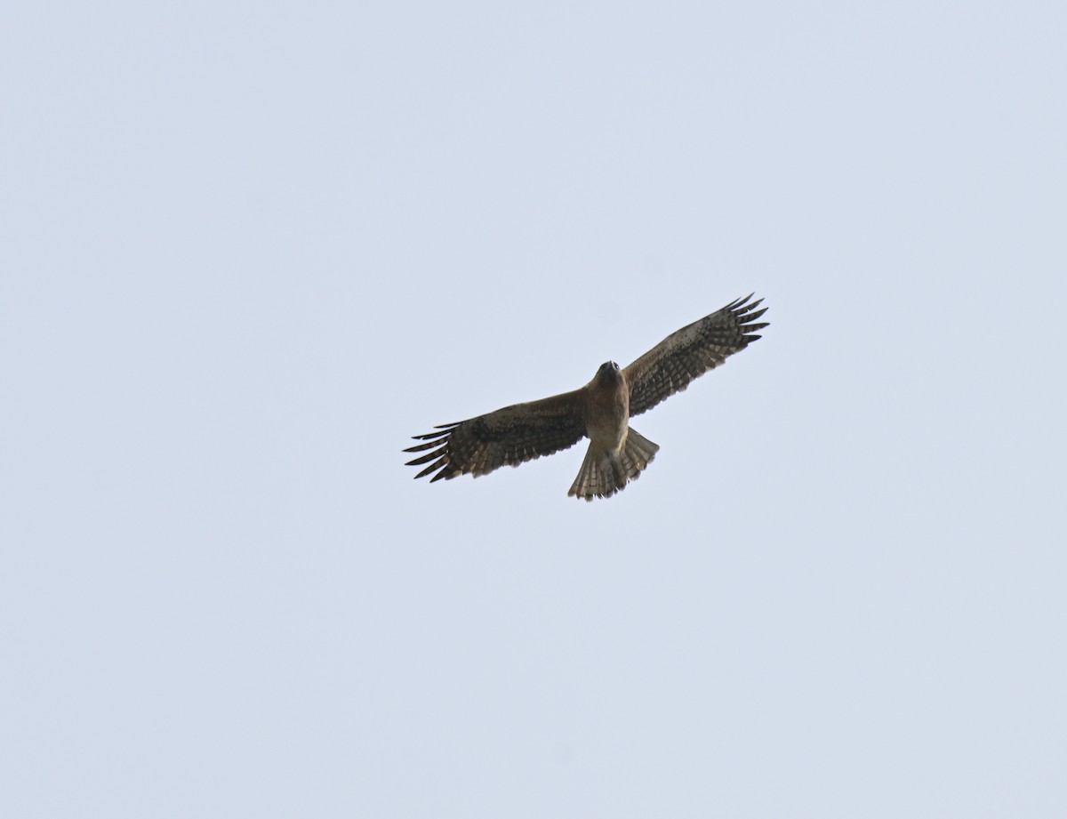 Little Eagle - ML643382982