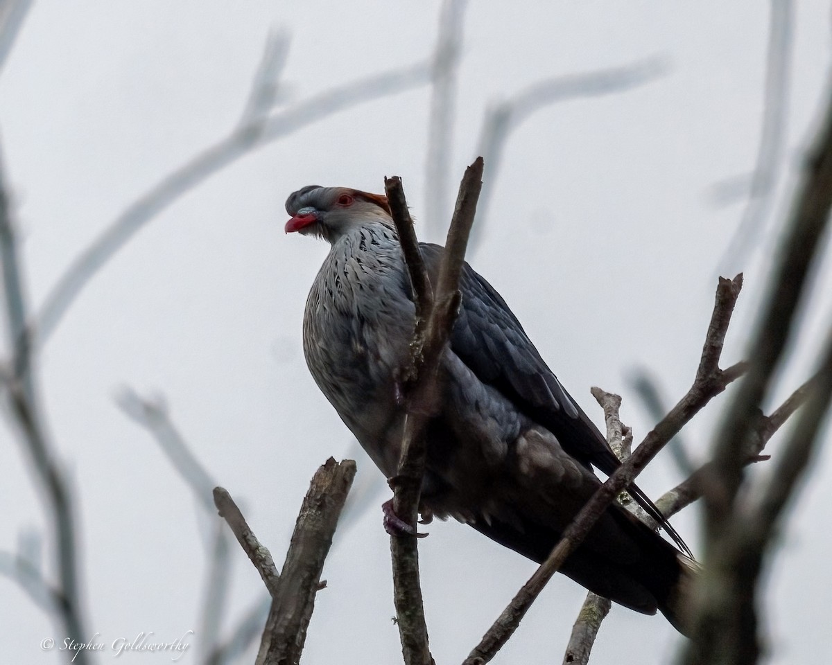 Topknot Pigeon - ML643382995