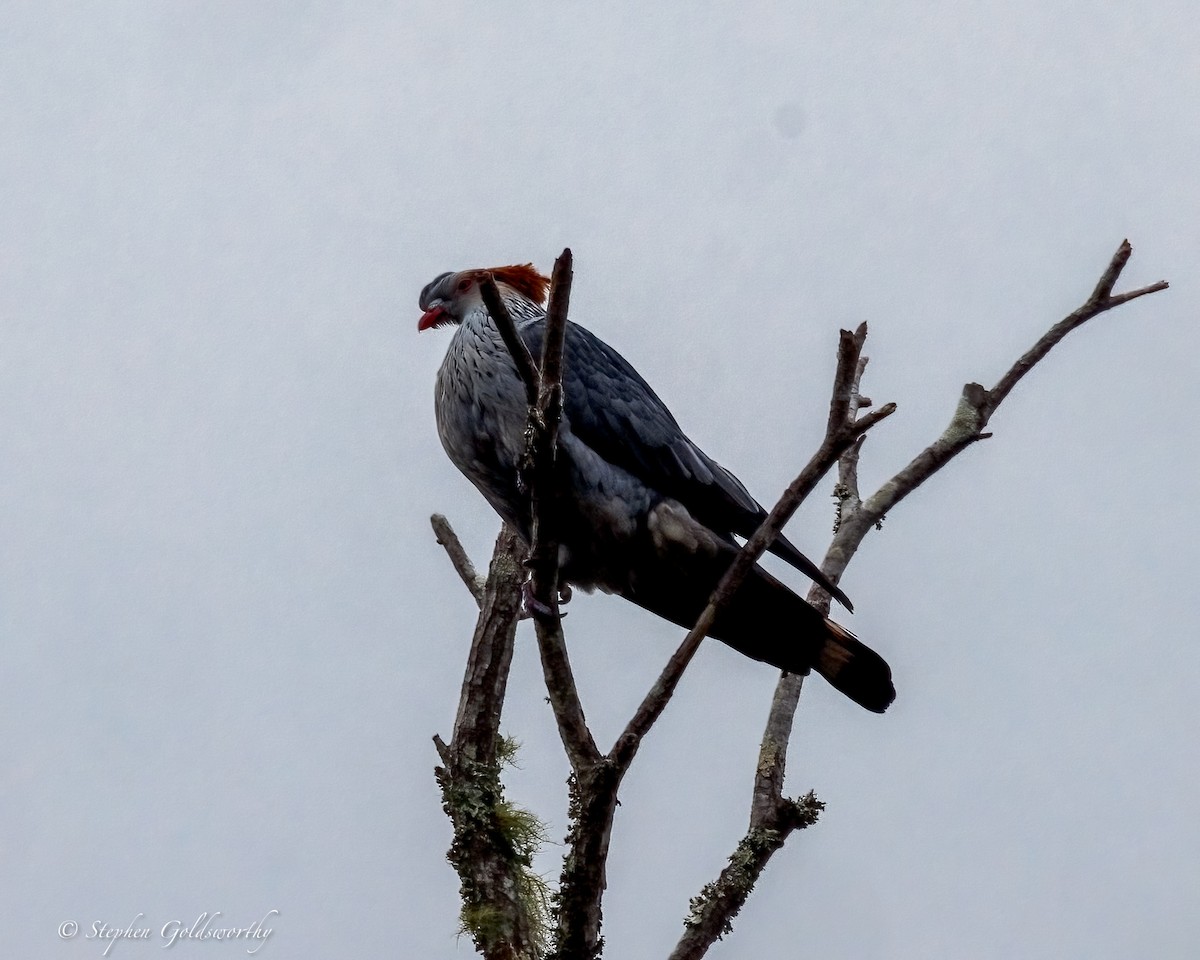 Topknot Pigeon - ML643382997