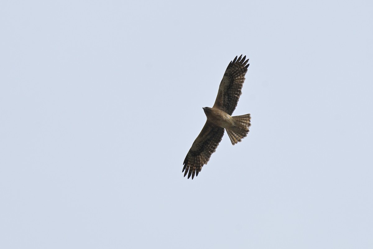 Little Eagle - ML643383003