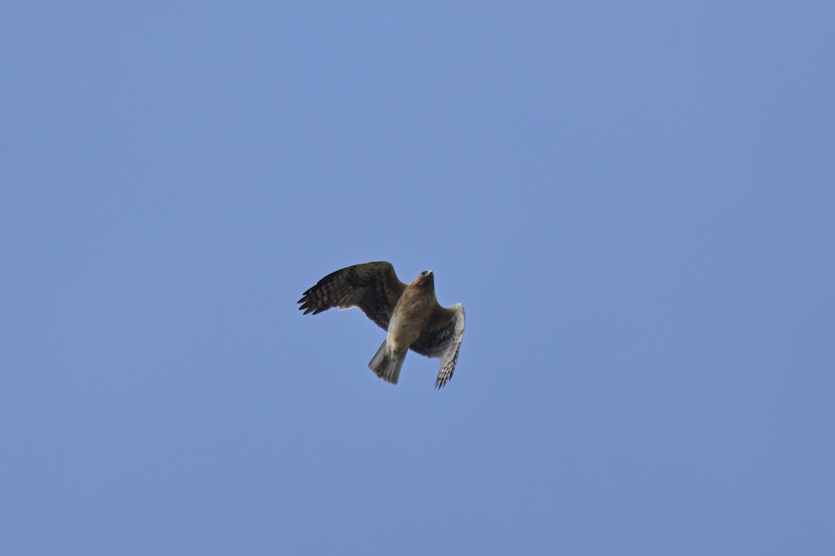 Little Eagle - ML643383009