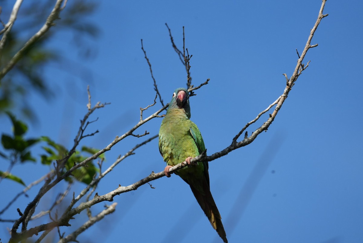 Blue-crowned Parakeet - ML643383018