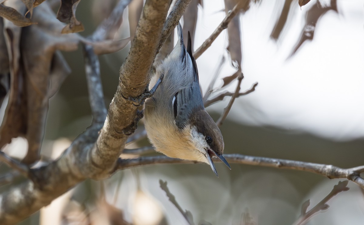 Brown-headed Nuthatch - ML643383021
