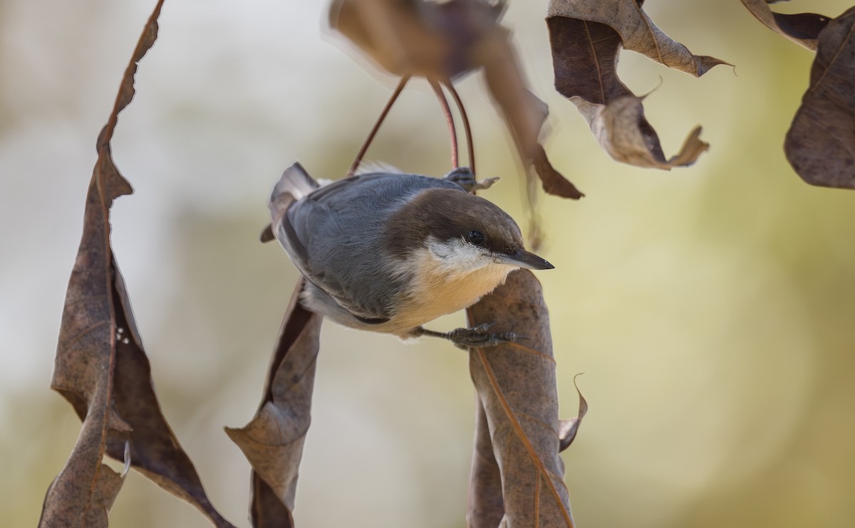 Brown-headed Nuthatch - ML643383022