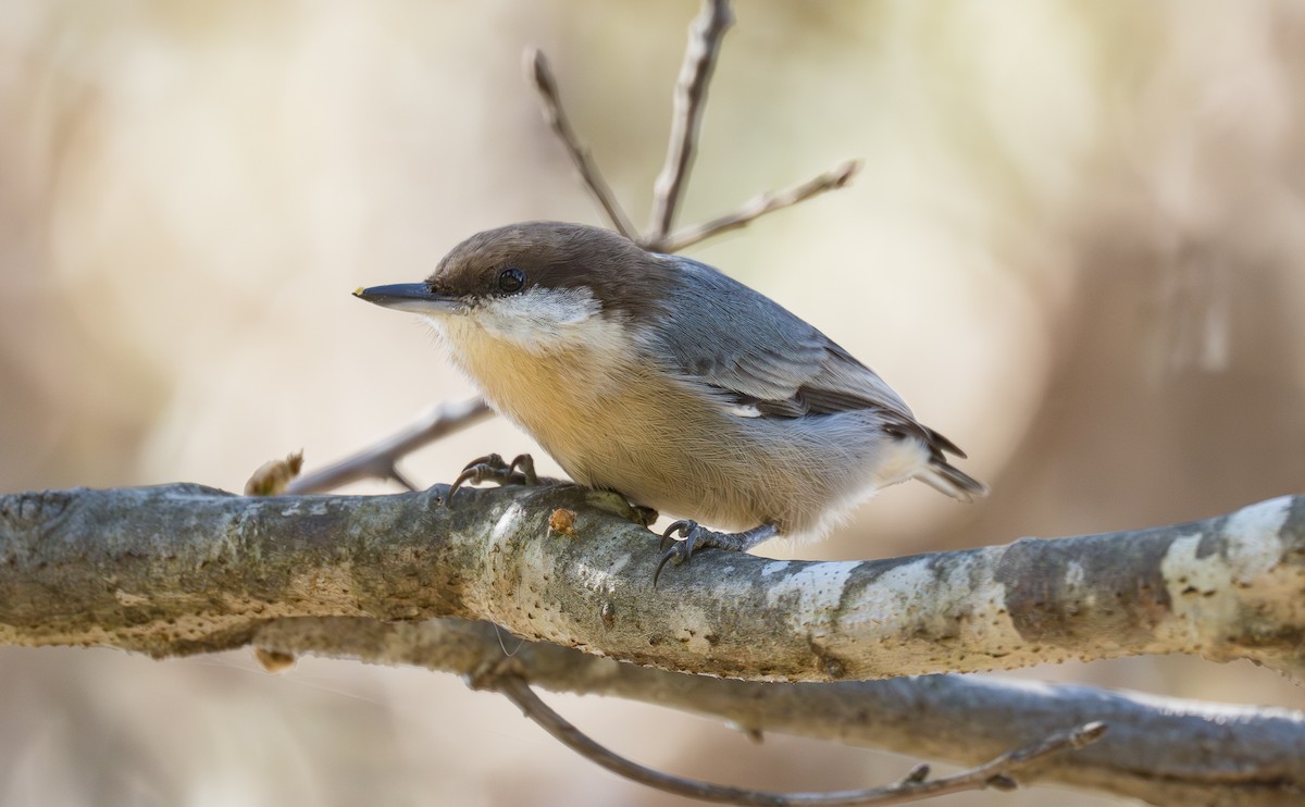 Brown-headed Nuthatch - ML643383023