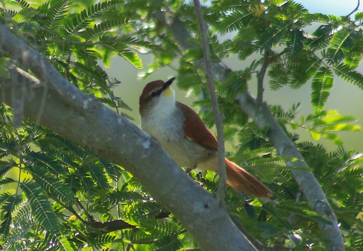 Yellow-chinned Spinetail - ML643383036