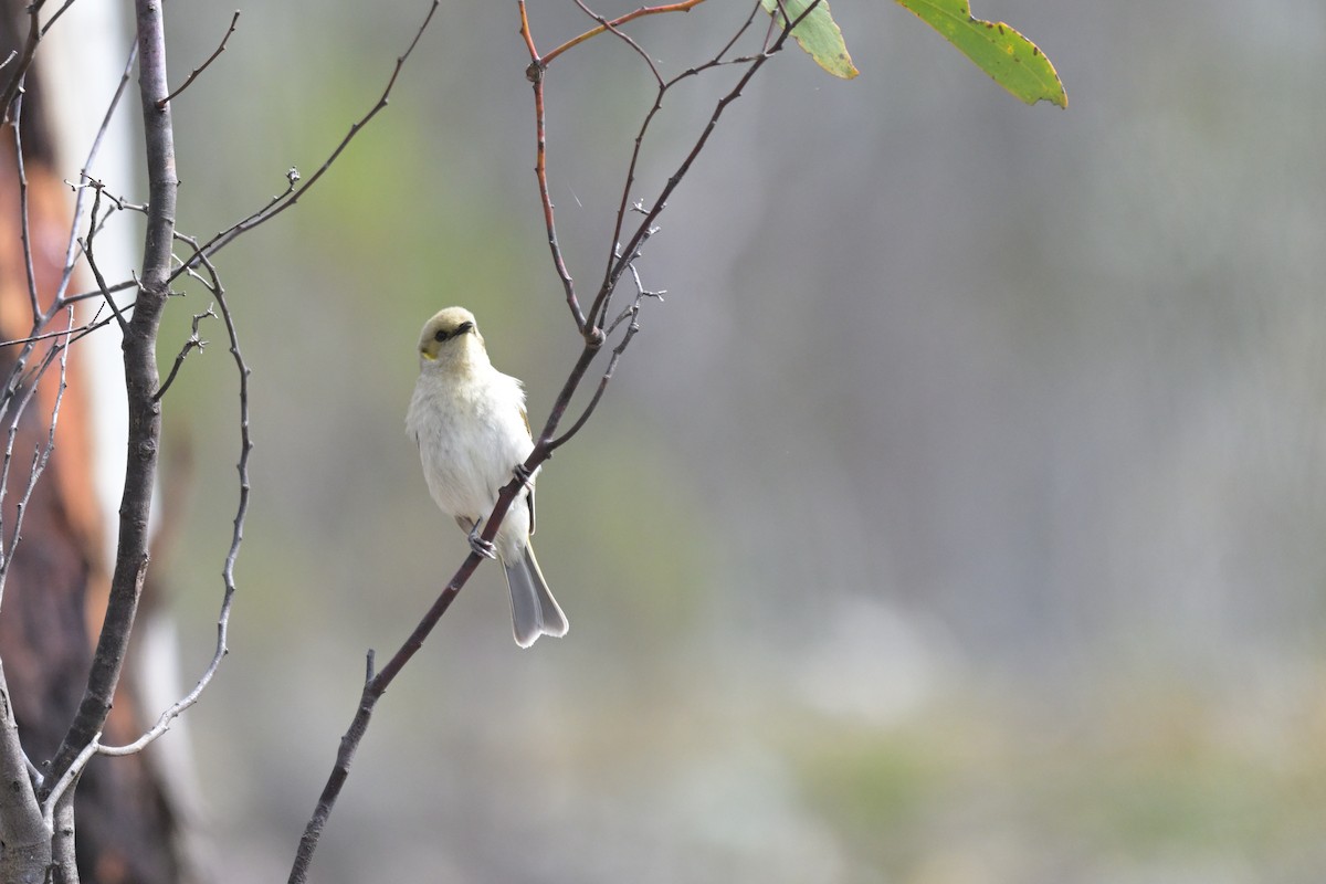 Fuscous Honeyeater - ML643383042
