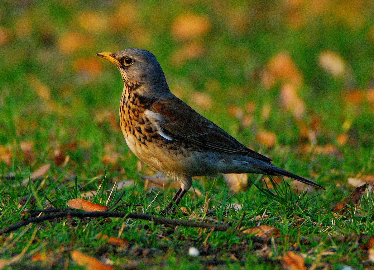 Fieldfare - ML643383044