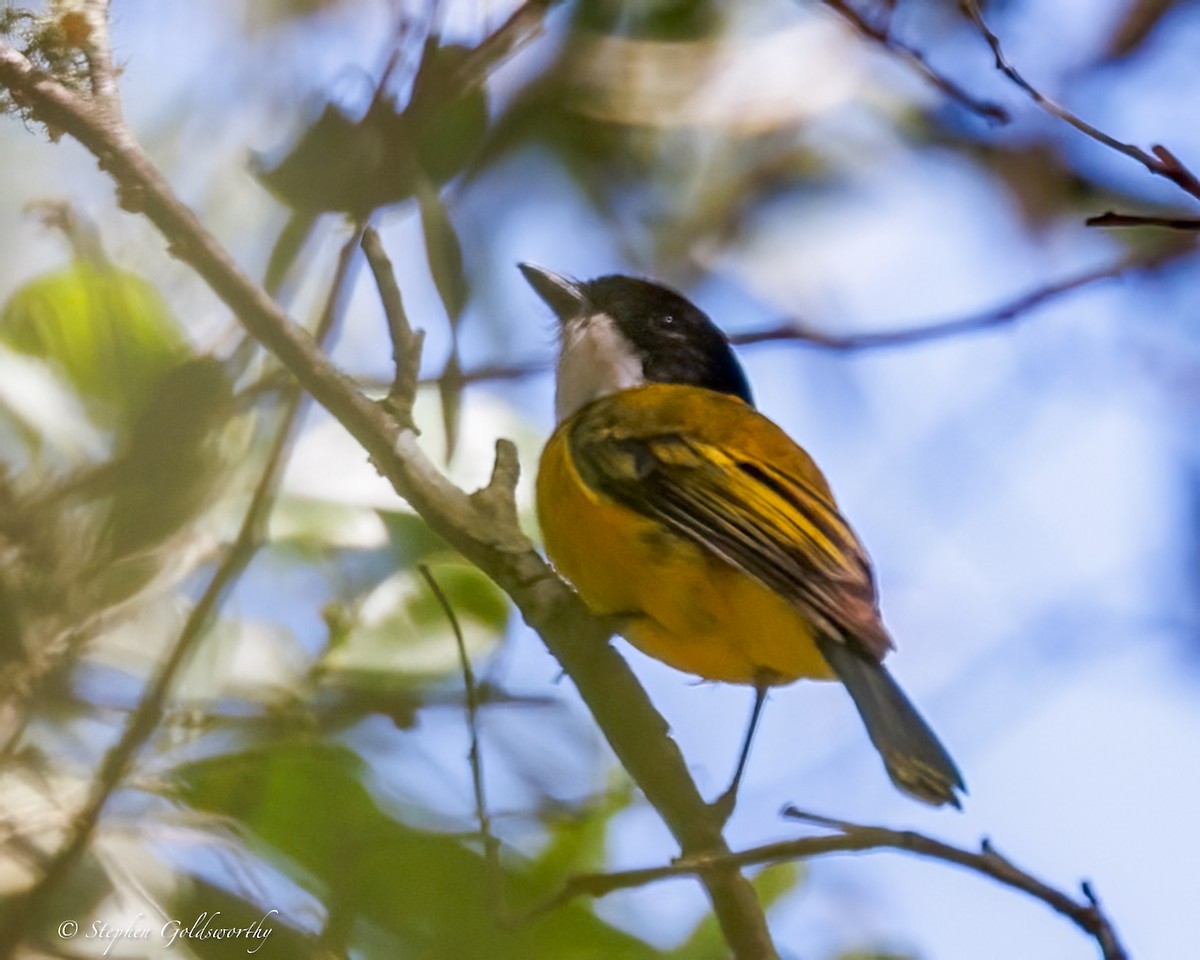 Golden Whistler (Eastern) - ML643383046