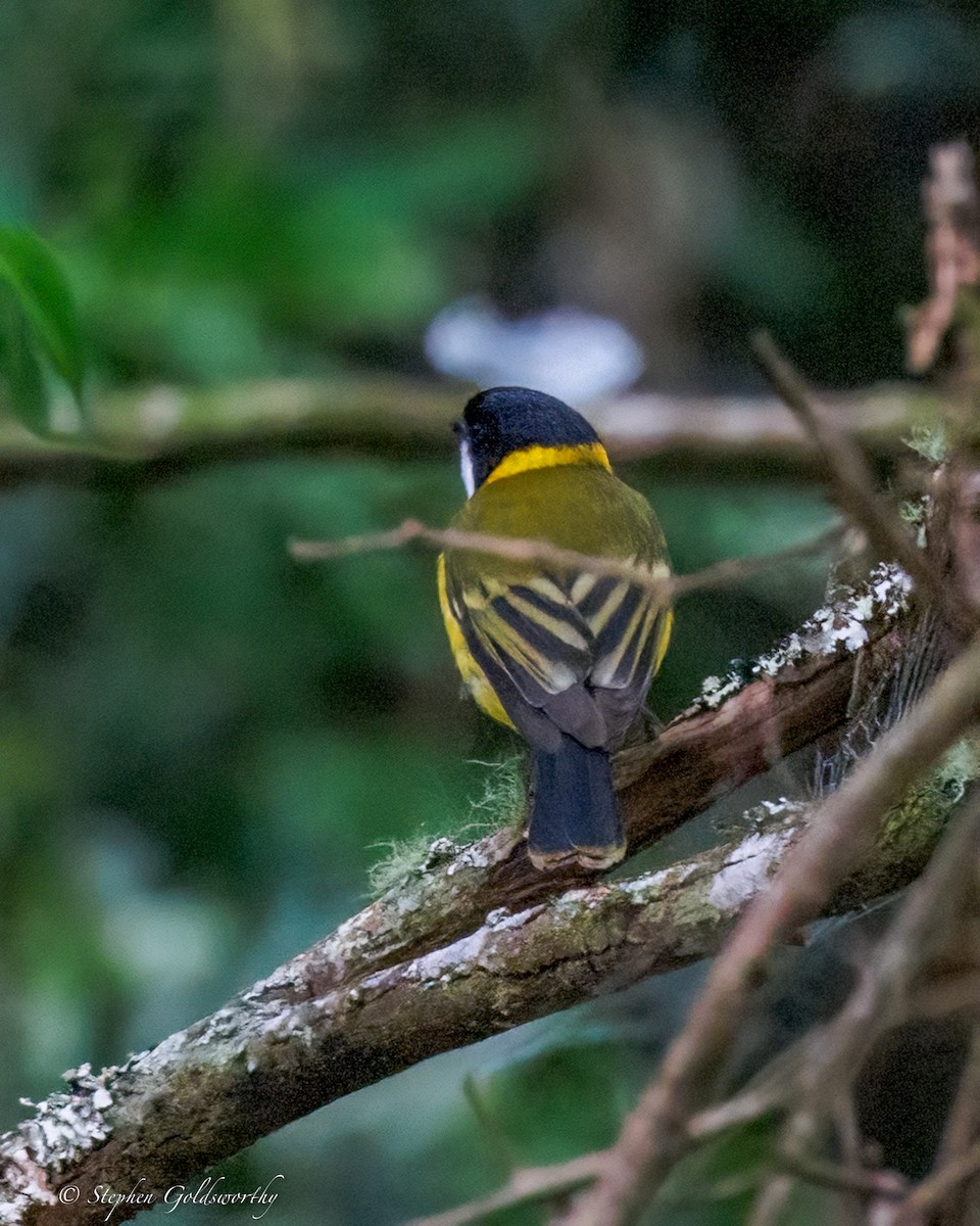 Golden Whistler (Eastern) - ML643383048
