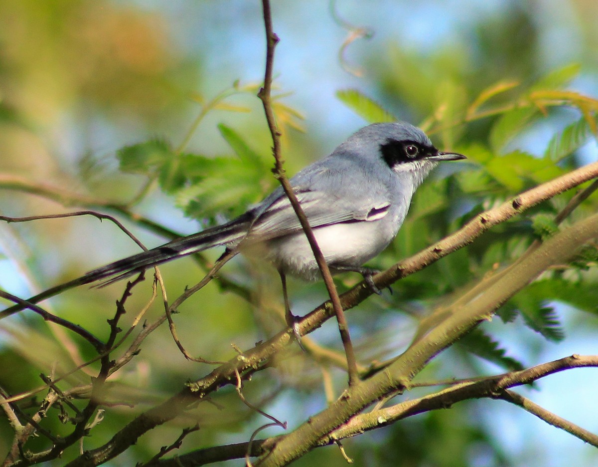 Masked Gnatcatcher - ML643383056