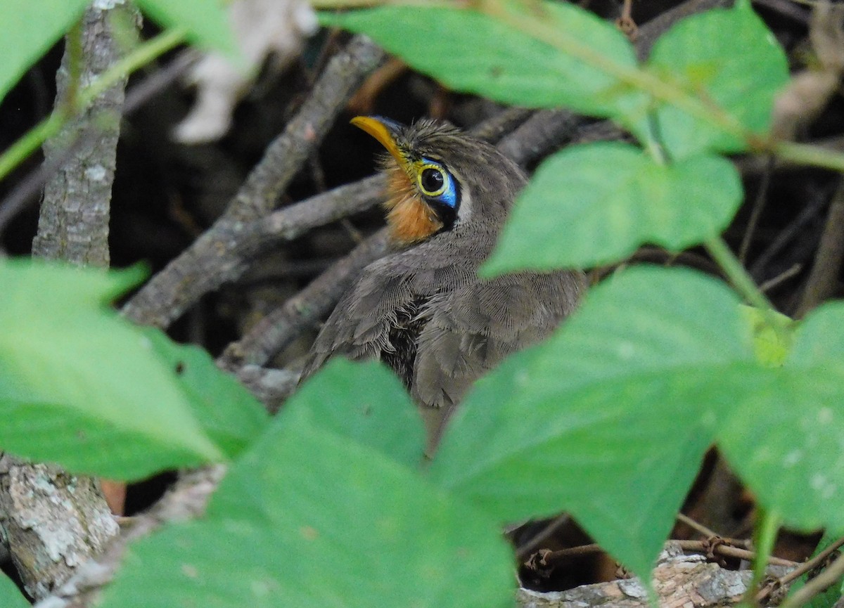 Lesser Ground-Cuckoo - ML643383058